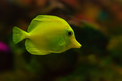 Close-up of fish swimming in sea