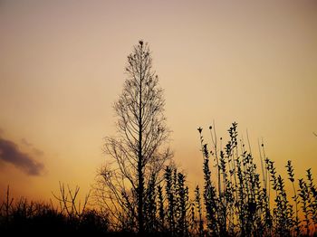 Silhouette plants against clear sky at sunset