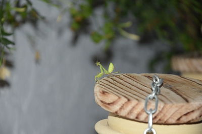 Close-up of mantis on leaf