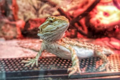 Close-up of a lizard looking away