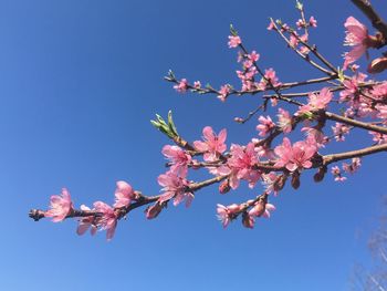 Low angle view of cherry blossoms against sky