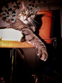 Portrait of cat sitting on table at home
