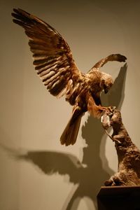 Close-up of eagle flying