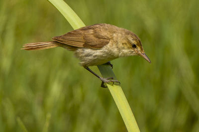 Close-up of bird perching on plant