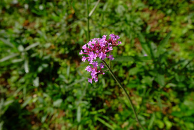 Close-up of purple flowering plant