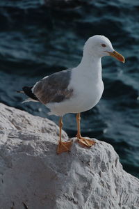Seagull perching on rock