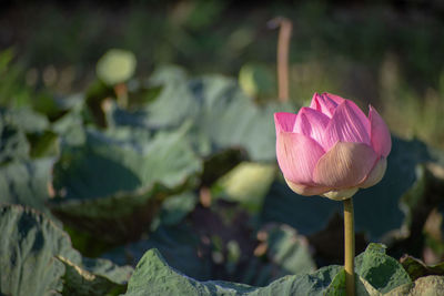 Close-up of pink lotus water lily