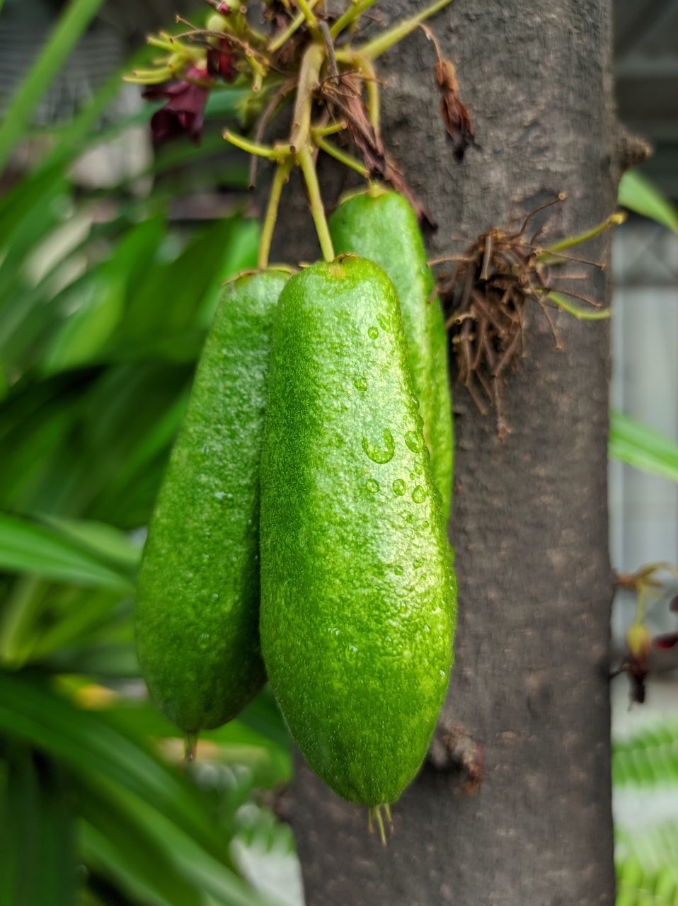 CLOSE-UP OF GREEN LEAF