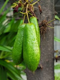 Close-up of fresh green plant