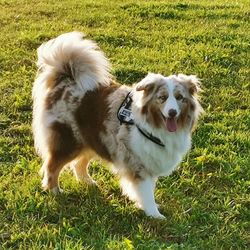 Portrait of dog standing on field