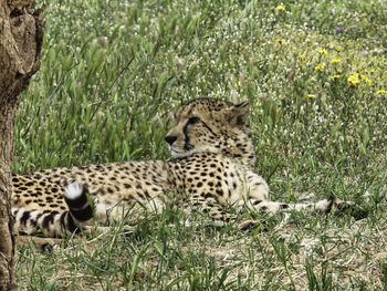 Cat relaxing on field