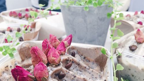 Close-up of pink potted plant