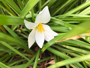 Close-up of flowers