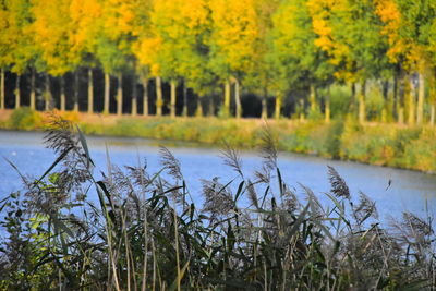 Scenic view of lake