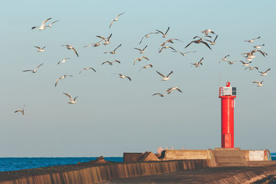 Low angle view of seagulls flying over sea against sky