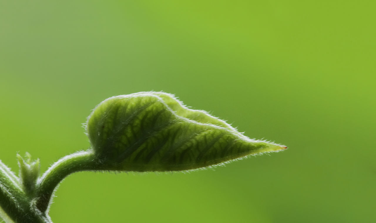 green color, plant, growth, close-up, colored background, green background, nature, no people, beginnings, beauty in nature, fragility, selective focus, new life, vulnerability, leaf, bud, focus on foreground, plant part, outdoors, freshness