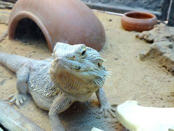 High angle view of lizard in zoo