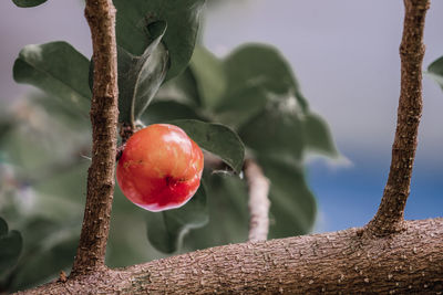 Close-up of apple on tree