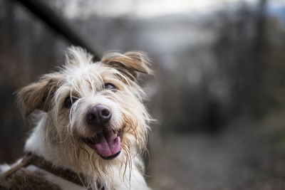 Close-up portrait of dog