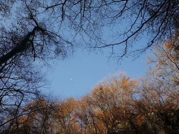 Low angle view of bare trees against sky