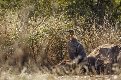 Bird perching on field