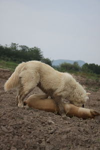 Dog lying on a field