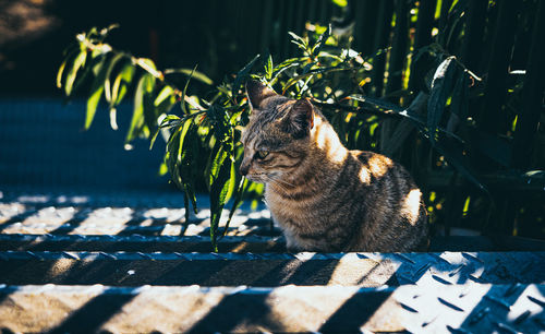 Cat sitting on a plant