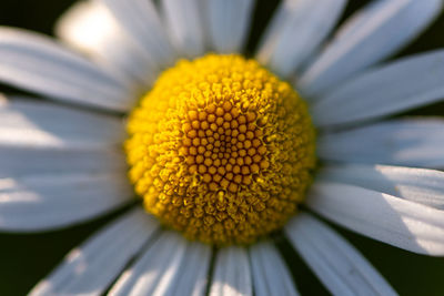 Close-up of sunflower