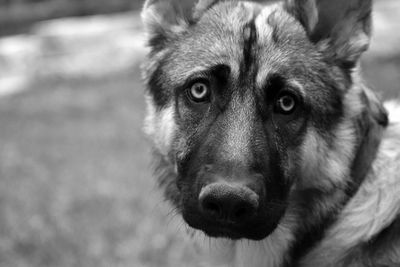 Close-up portrait of dog