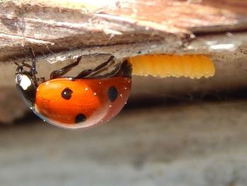 Close up of orange