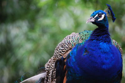 Close-up of peacock