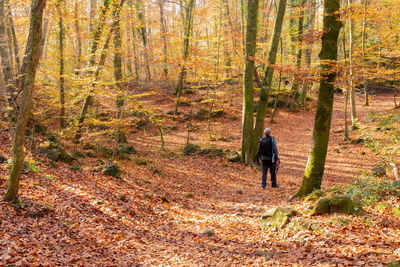 Rear view of man walking in forest during autumn