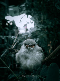 Close-up of a bird perching on plant