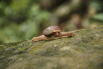 Close-up of snail on rock