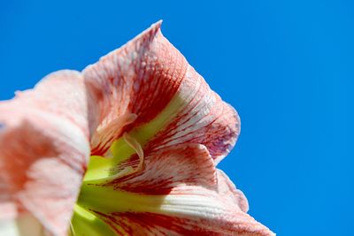 Close-up of flower against blue sky