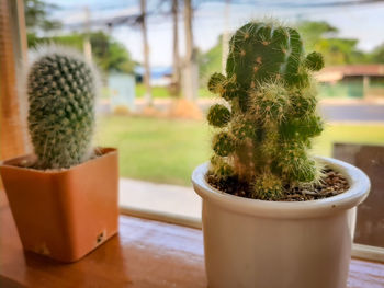 Cactus and small pot by the window