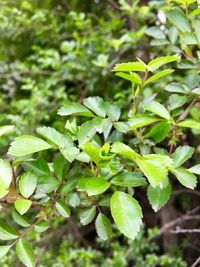 High angle view of plant growing on field