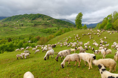 Flock of sheep on grassy field against sky