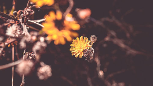 Close-up of yellow flowering plant on field