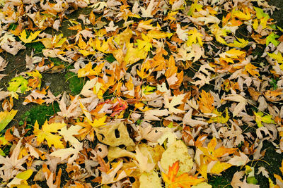 Brightly colored fall leaves lying on the ground in a colorful mat of yellow, brown, and orange