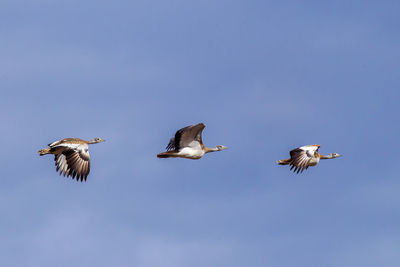 Low angle view of birds flying against clear sky