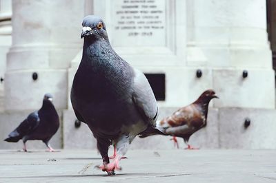 Close-up of pigeon