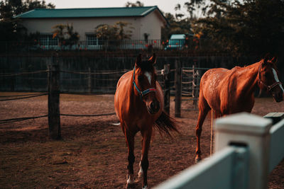 Horse standing in ranch