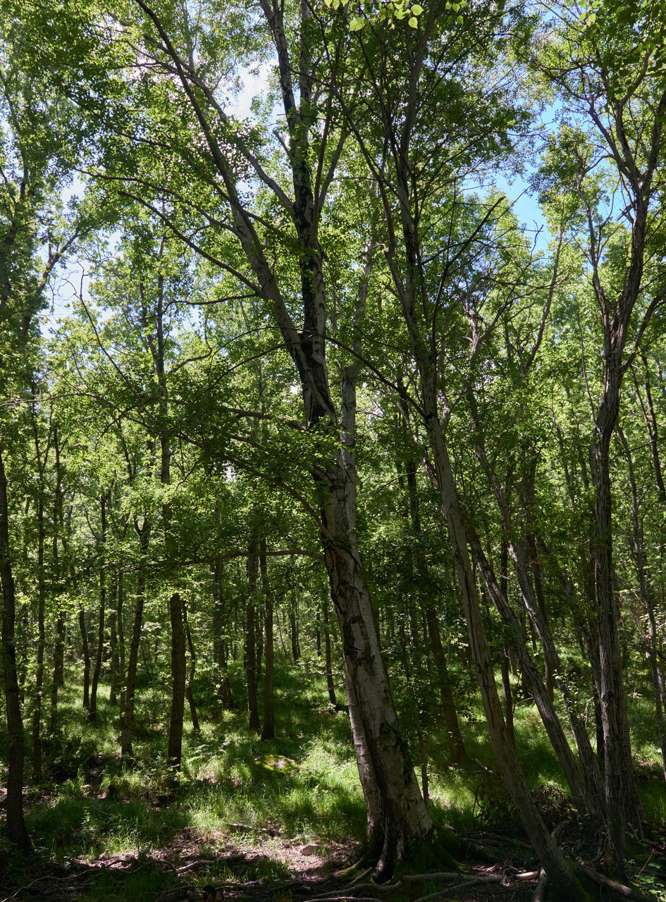 TREES AND PLANTS GROWING IN FOREST