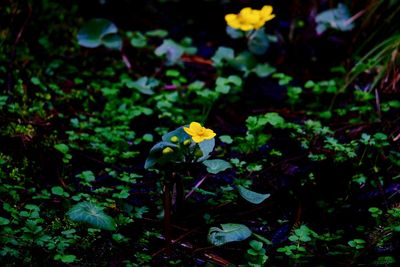 Close-up of yellow flowers