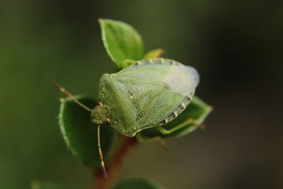 Close-up of flower buds