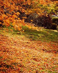 Full frame shot of trees during autumn