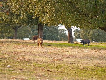 Mammals standing on field against trees