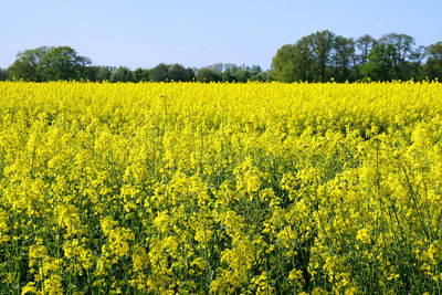 Scenic view of oilseed rape field against sky