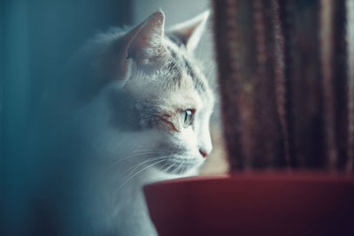 Close-up of cat looking away at home